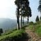 Sourenee Tea Estate - Mirik