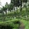 Sourenee Tea Estate - Mirik