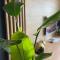 Apartamenty Termalne GREEN Apartment