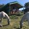 Trees&Seas - Glamping with farm animals - وايلدرنيس