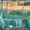 Be a Guest at PachaMama Community