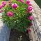Guesthouse Marija