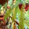 Selva de Laurel - بويرتو إجوازو