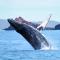 Nantucket Penthouse - walk to restaurants beaches activies & so much more