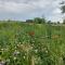 B&B Clogher Farm - 波佩林赫