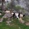 Rustic Rooms by Kings Canyon & Sequoia National Parks