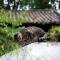 The Bivou Lijiang