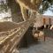 Kostela Stone House