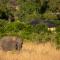 Elewana Sand River Mara