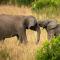 Elewana Sand River Mara