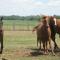 Agriturismo Monsereno Horses