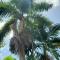 Sunbreeze Ocho Rios - A spacious, homely apartment