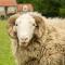 Rawcliffe House Farm Studios, Peaceful North York Moors Retreat