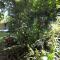 Canto Loredana
