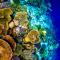 Reef Guest House Reef Guest House
