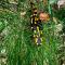 Ferienhaus Bachrauschen