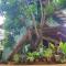 Jaana Guest - Sigiriya