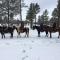 Adair Springs Cabin - Pinetop-Lakeside