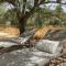 Glamping Algarve Olive Tree Lodge