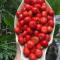 Cherry Garden Homestay