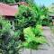 Sammy Homestay