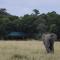 Elephant Pepper Camp - Masai Mara