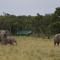 Elephant Pepper Camp - Masai Mara