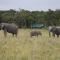 Elephant Pepper Camp - Masai Mara