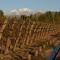 Bodega DURIGUTTI FAMILY WINEMAKERS