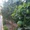 House Near The Beach (Militsa & Aggeliki)