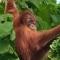 Ida Guest House & JUNGLE TREKKING - 武吉拉旺