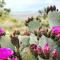 Cozy Rustic Home minutes to Joshua Tree Nat'l Park - Joshua Tree