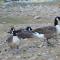 Les Cygnes au bord du loing - Montigny-sur-Loing