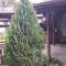 Guest House Zlatinchevi Foto: Guest House Zlatinchevi