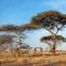 Mawe Tented Camp