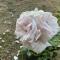 Le Jardin de Rose 24 FEUILLEBERT Romagne 86700 - Romagne