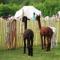 Ingerichte Boho, Indian of Tropical Bell Tent met alpaca's - Paasloo