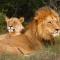 Safari Lodge - Amakhala Game Reserve - Amakhala Game Reserve