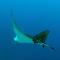 Vaali Maldives Island Escapes & Dive