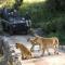 Lion Sands River Lodge - Sabi Sand Game Reserve