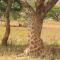 Caracal Lodge