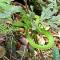 Pakchong hostel & wildlife tour