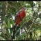 Pakchong hostel & wildlife tour