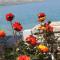 Apartments by the sea Metajna, Pag - 6497