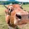 Seven Peaks Farm Stay