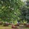 Prajakta Rest House - Alibag
