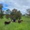 Farm Stay Home, Pet Friendly, in Southern Highlands - Joadja Creek