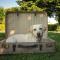 Hotel & Gasthof Hubertushöhe - Ihr Hotel für Urlaub mit Hund - Schmallenberg