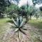 House of Shells, beautiful garden, fenced yard, dog friendly, fire pit!