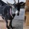 Nicura Ranch Inn & Stables